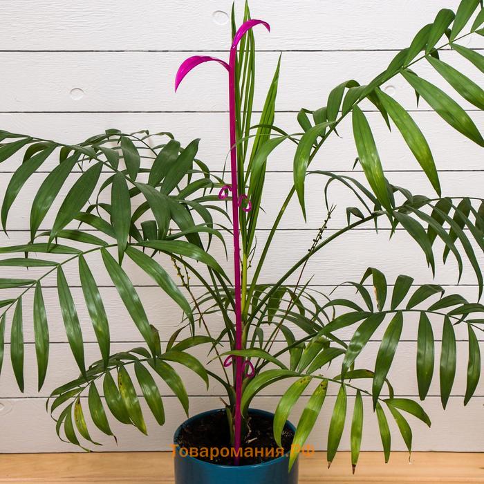 Поддержка для орхидей, 60 × 14 × 1 см, пластик, цвет МИКС, «Пальма»