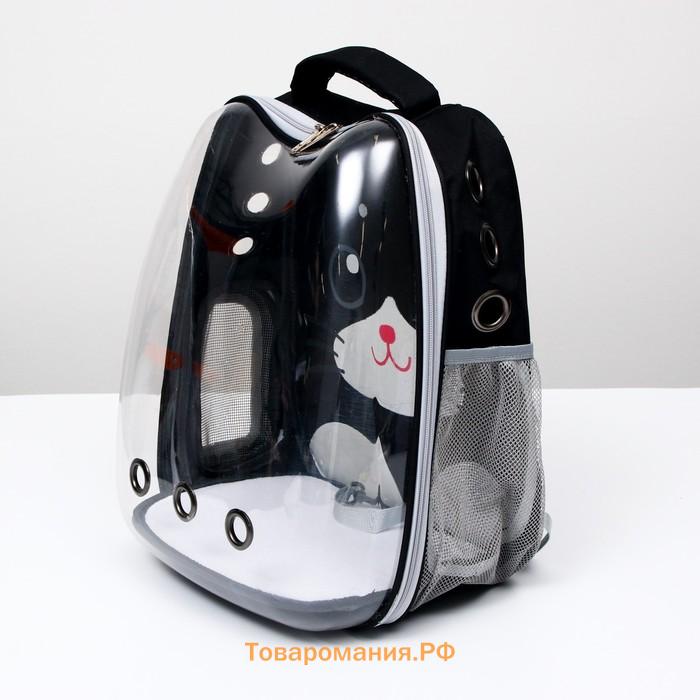 Рюкзак для переноски животных "Котик", прозрачный, 34 х 25 х 40 см, чёрный