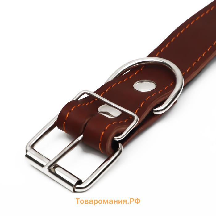 Ошейник кожаный на синтепоне, безразмерный, 71 х 3,5 см, ОШ 29-62 см, коричневый