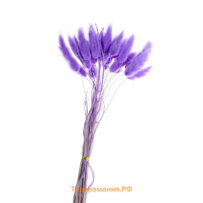 Сухоцветы «Лагурус», набор 30 шт., цвет светло-фиолетовый