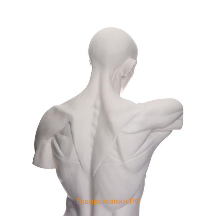 Гипсовая фигура анатомическая: Торс Гудона, 12 х 15 х 48 см